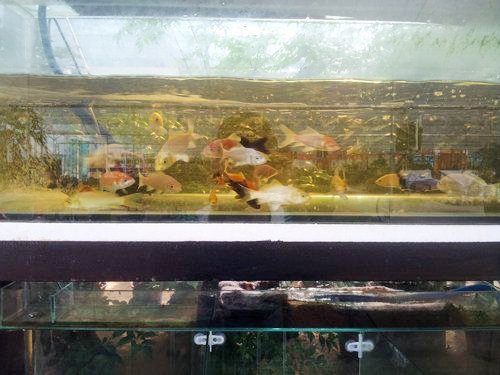 水族产品