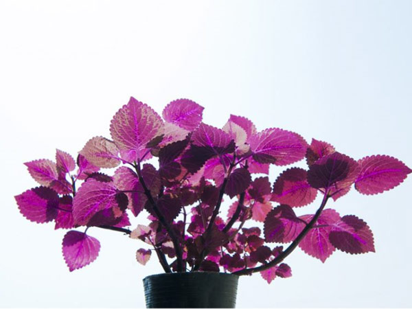 花卉摊位租赁-兴隆花卉示范园为您普及室内养植物的好处